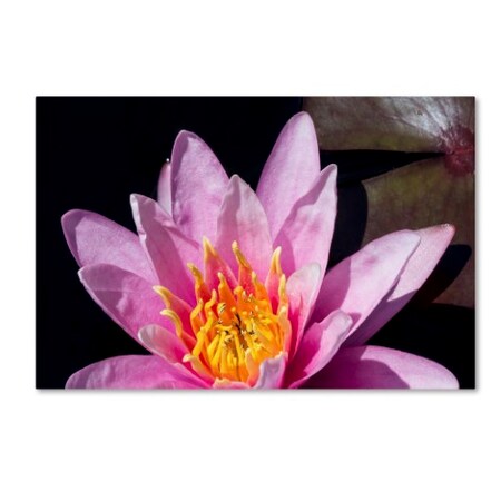 Trademark Fine Art Kurt Shaffer 'Pink Water Lily' Canvas Art, 22x32 KS01111-C2232GG